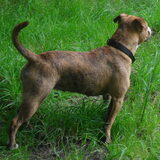 Zazou 11 maand oud