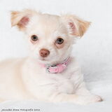 Baby, is de naam van deze chihuahua dame.