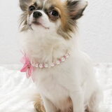 Vlinder, onze lieve schat!