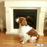 Welshspringerspaniel Lena .