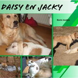 Voor shasta jacky en daisy