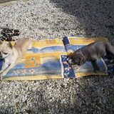 Samen zonnebaden!