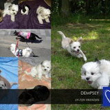 Voor Melissa & Dempsey