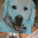 Foto van Lotte&Guus de Golden*