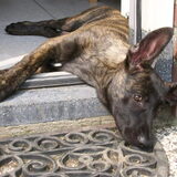 Close up van de waakhond! :)