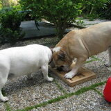 noa en milo met het brickspel