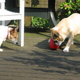 noa met de kong