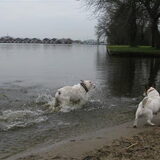 hee dat "merk heb ik thuis ook " milo en een bulldog