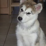 Maya !