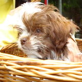 Foto van Bentley