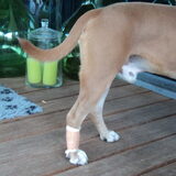 Tysons pootje int verband :'( stomme kerel die em aanreed !!