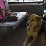 plekje in de auto