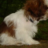 Foto van Bentley