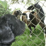 Daisy, de hond van mijn dochter bij de schapen achter in mijn tuin.