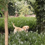 boris in zijn nieuwe tuin