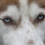 ziva
