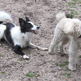 Foto van Amigo en K.C.