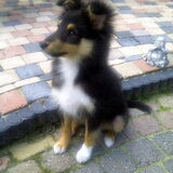 Foto van *~-Sammy-Ft -Jady- Ft -Bailey-~*