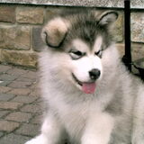 yaco 7 weken