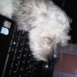 Lekker warm op de laptop.
