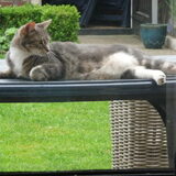 Jawel, ik weet heus wel dat dit een hondensite is, maar hoor er als kat…