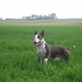 Whoopy 7 jaar - in veld