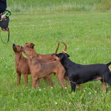 Foto van Duitse Pinscher