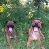 Foto van patricia,  *Spikey* Nino & Lola