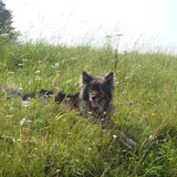 lekker los in t gras