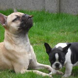 Oscar met het felbegeerde stokje in z'n bek :p