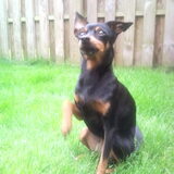 mooiste hond