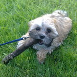 max met z'n stok