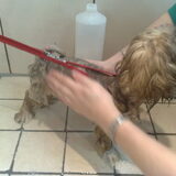 max bij de trimmer wassen