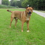Foto van patricia,  *Spikey* Nino & Lola