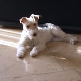 bobbie is een pracht van een hond, iemand die zo'n hond heeft weet…