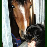 Geen wonder dat Ozzie gewend is aan paarden...met de paplepel ingegoten.