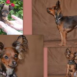 SARA(1 jaar-onze vorige nestje)