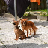 Zara(te koop) met vader