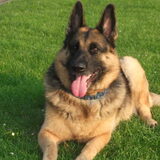 laika de vriendin van bachus