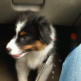 In de auto