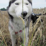 Dit is Mylo =D