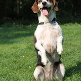Foto van team Shadow