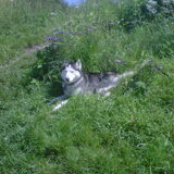 In het gras