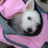 Foto van Snowy