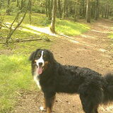 In het bos