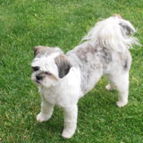kyra net naar de trimmer geweest 3 -08-2011