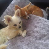 Foto van Sonny