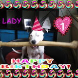 Lady 1 jaar alweer 07-08-2011