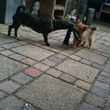 Touwtrekken met Jip