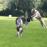 Foto van team Shadow